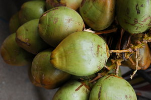 Coconut: Tender Coconut