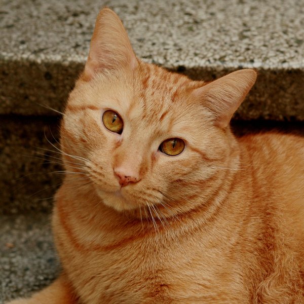 Cat #221: Generic cat image