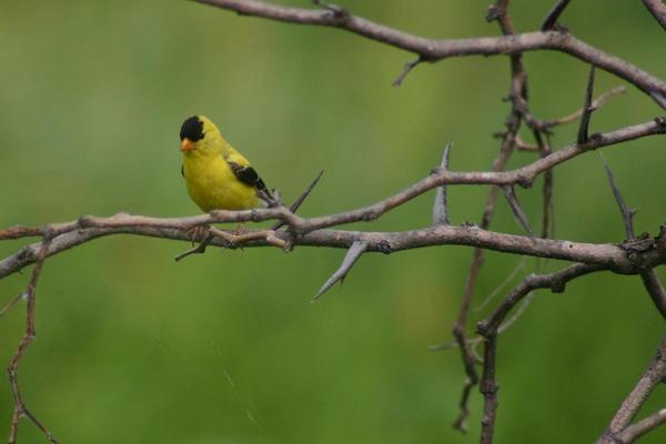 American Goldfinch | Free stock photos - Rgbstock - Free stock images ...