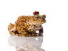 The Toad Prince: The Toad Prince on a white reflective surface