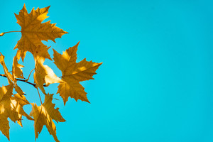 Leaves in the fall: Yellow fall leaves under a blue sky.