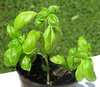 growing basil plants: 