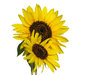 sunflower 4: none