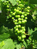 white grapes: 