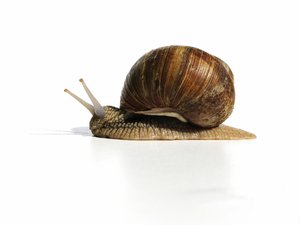 snail senior: none