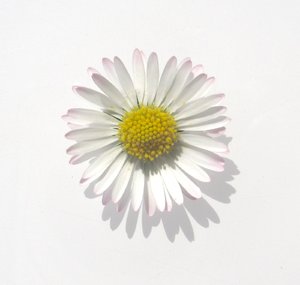 white daisy: none