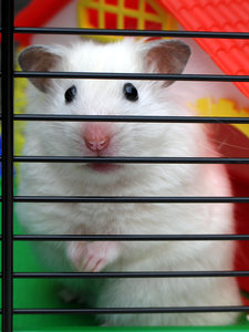 hamster: 