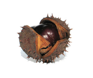 chestnuts 2: none
