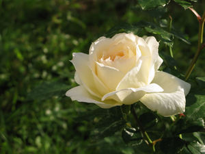 my garden rose: none