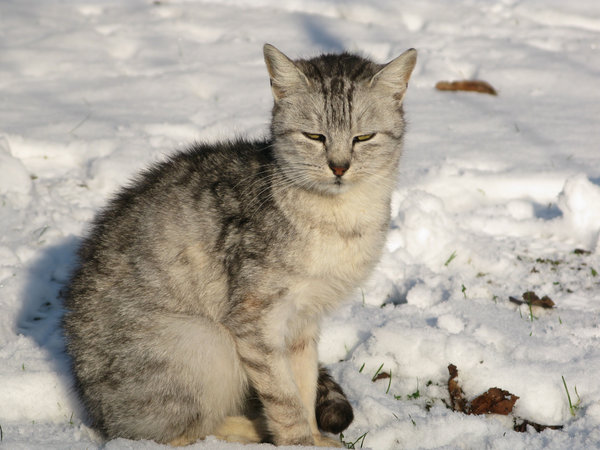 cat in the snow: none