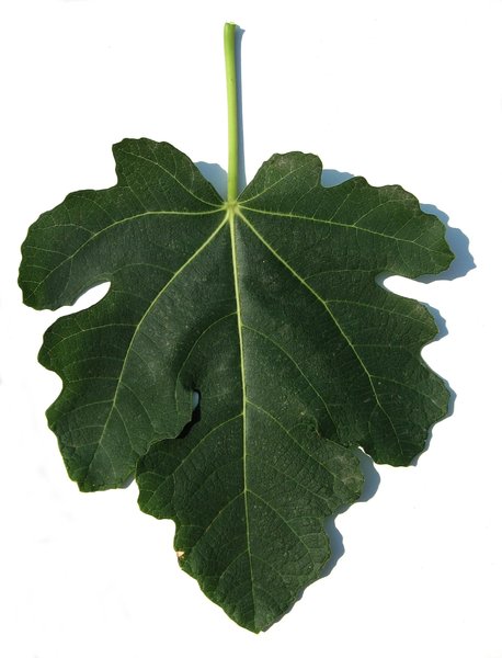 adams leaf 4 
