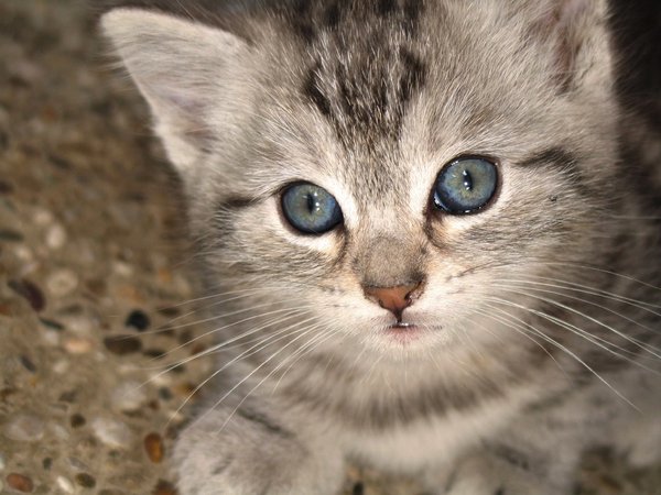 pequeño gatito 1: 
