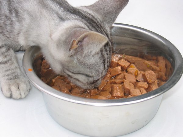 comida de gato: 