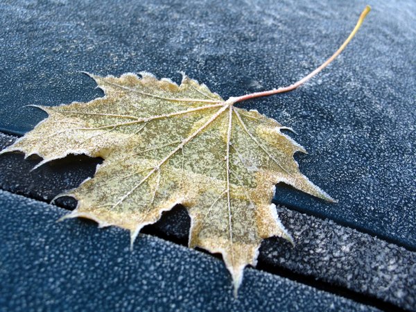 frozen leaf: a frozen leaf on a frozen car early in the morning