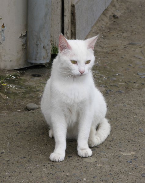 street cat: none
