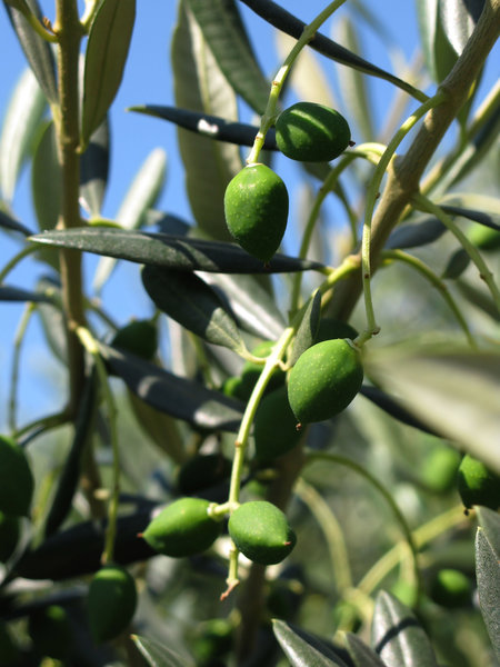 olive tree: 