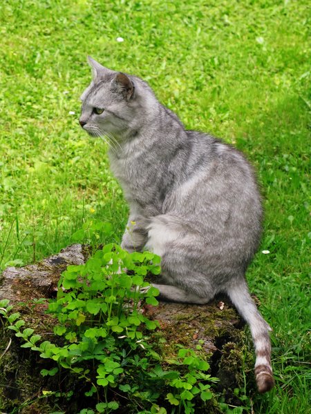 cat in the garden: none