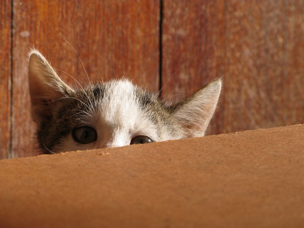 schüchtern Kätzchen: 