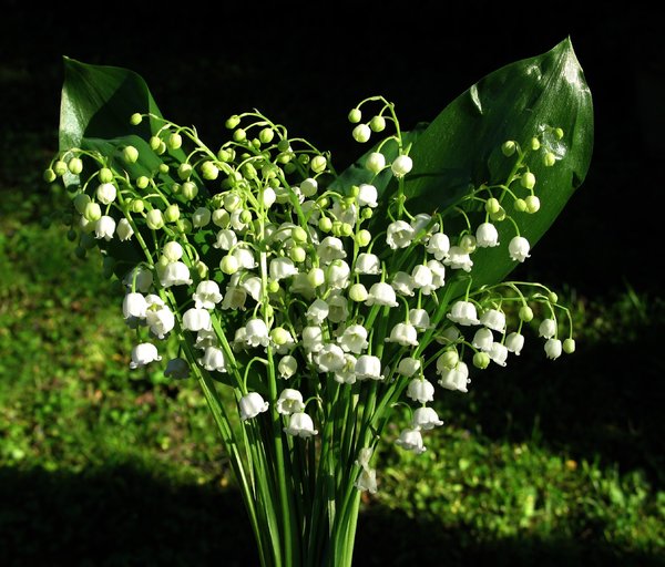 Lily-of-the-valley: 