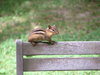 Chipmunk: Chipmunk on the back of a chair