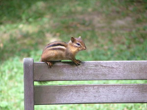 Chipmunk: Chipmunk on the back of a chair