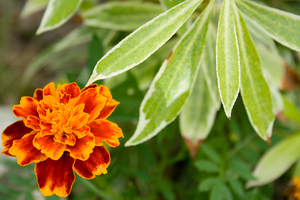 Oranje bloem: 