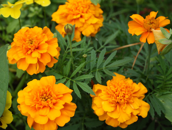 Orange flowers: Orange flowers