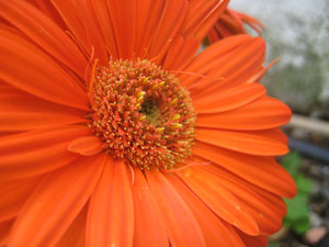 orange flower: orange flower