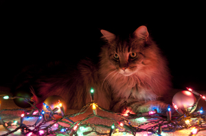 Christmas Cat: Christmas with the furbaby