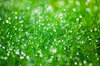 Morning dew 2: Morning dew in spring grass