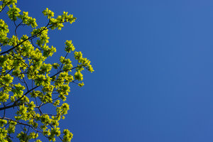 Oak leafs on blue sky: Spring green oak leafs against a clear blue sky
