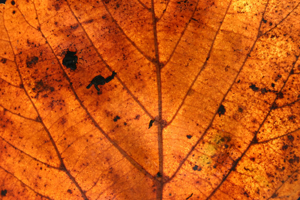 Autumn Texture: Close up details of a leaf :)