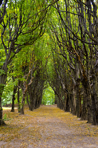 Alejka strasznych drzew: Alejka w zapomnianym parku w Mogilanach.

Nikon D750, Sigma 24-70mm F2.8 HSM