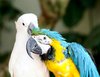 Colourful Bird 5: Snapshots of a parrot and a cockatoo at a bird park 