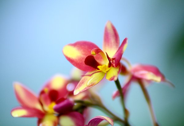 Orchid Series 1: Snapshots of pretty orchids