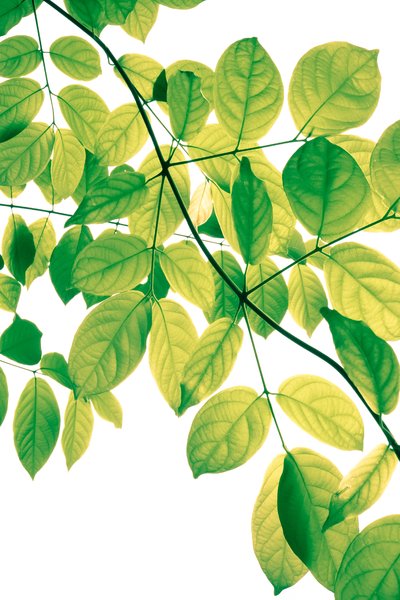 Green Leaves 3: Snapshot of green leaves