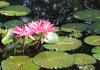 Water Lillies: Water lillies in a park in Canada