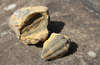 Trilobite: Trilobite found in the Atlas mountains, Morocco