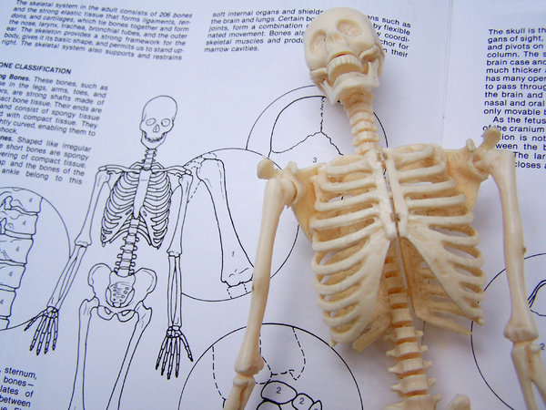 Skeleton Study 1: Plastic skeleton model on book page.