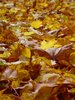 Autumn leaves 2: Yellow maple leaves covering the ground