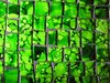green glass mosaic 2: close-up on green glass stones