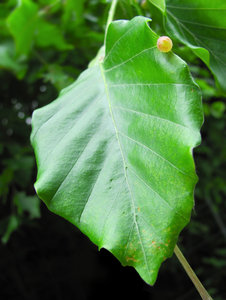 Leaf: beech leaf with yellow gall