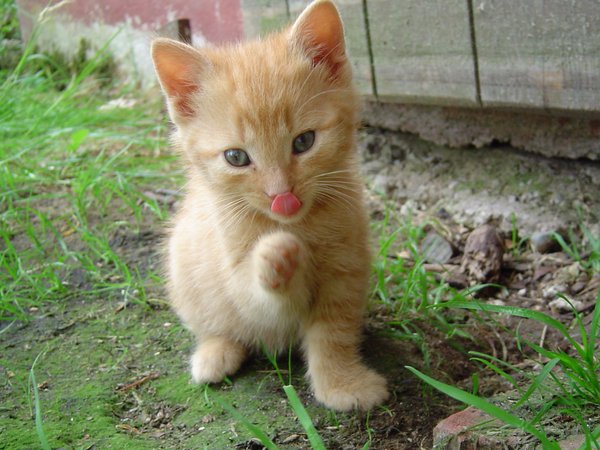 Cat sticking out its tongue: 