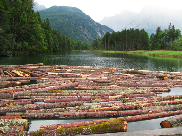 floating timber 3: logs on a mountain lake (Almsee in Upper Austria)