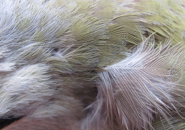 feathers: 