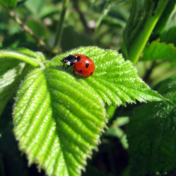 Ladybug: Ladybug on leaf with ant