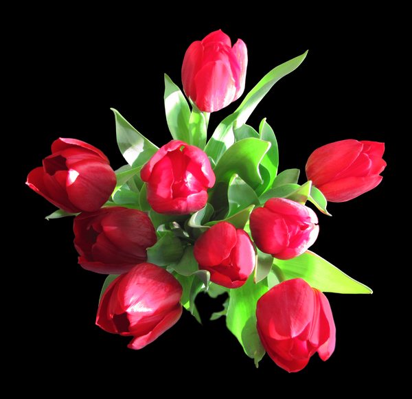 red tulips: 