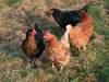 Hens: Domestic breeds of hen in Wiltshire, England.