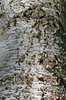 Birch bark: Bark of a silver birch (Betula) tree in Denmark.