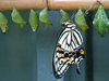 Swallowtail: A swallowtail (Papilio) butterfly newly emerged from its chrysalis.